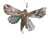  ( - ERILMC-153)  @11 [ ] No Rights Reserved (2018) Unspecified ENTOMOLOGY RESEARCH INSTITUTE, LOYOLA COLLEGE