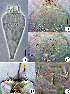  ( - Z335L-3)  @11 [ ] CreativeCommons - Attribution Non-Commercial Share-Alike (2020) Unspecified Nanjing Agriculture university