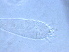  ( - FJ15-1)  @11 [ ] CreativeCommons - Attribution Non-Commercial Share-Alike (2021) Unspecified Nanjing Agriculture university