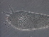  ( - NJAU-GS12-1)  @11 [ ] CreativeCommons - Attribution Non-Commercial Share-Alike (2020) Unspecified Nanjing Agriculture university