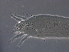  ( - NJAU-HEN22-1)  @11 [ ] CreativeCommons - Attribution Non-Commercial Share-Alike (2020) Unspecified Nanjing Agriculture university