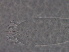 ( - NJAU-GZ85-1)  @11 [ ] CreativeCommons - Attribution Non-Commercial Share-Alike (2020) Unspecified Nanjing Agriculture university