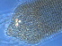  (Calepitrimerus fopingi - Z299-2)  @11 [ ] CreativeCommons - Attribution Non-Commercial Share-Alike (2020) Unspecified Nanjing Agriculture university
