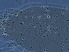  ( - BIOUG54213-D05)  @11 [ ] CreativeCommons - Attribution Non-Commercial Share-Alike (2020) Unspecified Nanjing Agriculture university