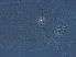  ( - BIOUG59204-A02)  @11 [ ] CreativeCommons - Attribution Non-Commercial Share-Alike (2020) Unspecified Nanjing Agriculture university
