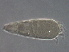  (Calepitrimerus sp. Q392 - NjauQ392-2)  @11 [ ] CreativeCommons - Attribution Non-Commercial Share-Alike (2020) Unspecified Nanjing Agriculture university
