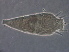  (Tetra louguantais - NJAU-AH43-1)  @11 [ ] CreativeCommons - Attribution Non-Commercial Share-Alike (2020) Unspecified Nanjing Agriculture university