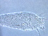  ( - NJAU-HEN43-2)  @11 [ ] CreativeCommons - Attribution Non-Commercial Share-Alike (2020) Unspecified Nanjing Agriculture university