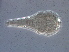  (Dicrothrix sp. Z369 - NJAU-Z369-1)  @11 [ ] CreativeCommons - Attribution Non-Commercial Share-Alike (2020) Unspecified Nanjing Agriculture university