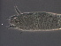  ( - NJAU-E9-3)  @11 [ ] CreativeCommons - Attribution Non-Commercial Share-Alike (2020) Unspecified Nanjing Agriculture university