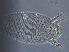  ( - HEN13-3)  @11 [ ] CreativeCommons - Attribution Non-Commercial Share-Alike (2020) Unspecified Nanjing Agriculture university