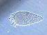  (Calepitrimerus sp. S122 - S122-1)  @11 [ ] CreativeCommons - Attribution Non-Commercial Share-Alike (2020) Unspecified Nanjing Agriculture university