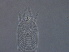  (Phyllocoptes sp. CA25 - BIOUG59205-E06)  @11 [ ] CreativeCommons - Attribution Non-Commercial Share-Alike (2020) Unspecified Nanjing Agriculture university