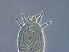  ( - BIOUG59201-B11)  @11 [ ] CreativeCommons - Attribution Non-Commercial Share-Alike (2020) Unspecified Nanjing Agriculture university