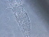 (Calepitrimerus flexuosus - Z342-1)  @11 [ ] CreativeCommons - Attribution Non-Commercial Share-Alike (2020) Unspecified Nanjing Agriculture university