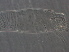  ( - M3-1)  @11 [ ] CreativeCommons - Attribution Non-Commercial Share-Alike (2020) Unspecified Nanjing Agriculture university