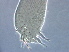  ( - BIOUG59201-C01)  @11 [ ] CreativeCommons - Attribution Non-Commercial Share-Alike (2020) Unspecified Nanjing Agriculture university