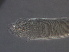  ( - NJAU-E8-1)  @11 [ ] CreativeCommons - Attribution Non-Commercial Share-Alike (2020) Unspecified Nanjing Agriculture university