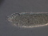  (Proiectus sp. E8 - NJAU-E8-2)  @11 [ ] CreativeCommons - Attribution Non-Commercial Share-Alike (2020) Unspecified Nanjing Agriculture university