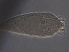  (Calepitrimerus sp. QH4 - NJAU-QH4-2)  @11 [ ] CreativeCommons - Attribution Non-Commercial Share-Alike (2020) Unspecified Nanjing Agriculture university