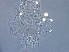  (Tetra sp. CA23 - BIOUG59201-B10)  @11 [ ] CreativeCommons - Attribution Non-Commercial Share-Alike (2020) Unspecified Nanjing Agriculture university