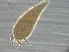  ( - BIOUG59203-C12)  @11 [ ] CreativeCommons - Attribution Non-Commercial Share-Alike (2020) Unspecified Nanjing Agriculture university