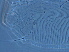  ( - M1-1)  @11 [ ] CreativeCommons - Attribution Non-Commercial Share-Alike (2020) Unspecified Nanjing Agriculture university