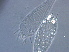  ( - BIOUG59206-D01)  @11 [ ] CreativeCommons - Attribution Non-Commercial Share-Alike (2020) Unspecified Nanjing Agriculture university