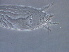  ( - BIOUG59205-D05)  @11 [ ] CreativeCommons - Attribution Non-Commercial Share-Alike (2020) Unspecified Nanjing Agriculture university