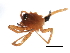  (Tapinocyba hortensis - 09EARGUE-0100)  @12 [ ] CreativeCommons - Attribution (2009) Unspecified Centre for Biodiversity Genomics