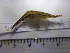  (Hippolyte inermis - 013_LC2_6_7)  @11 [ ] CreativeCommons - Attribution Share-Alike (2025) Unspecified University of Aberdeen