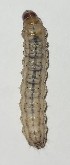  (Chilo infuscatellus - PP754361)  @11 [ ] Unspecified (default): All Rights Reserved (2024) Acharya N.G.Ranga Agricultural University, Andhra Pradesh, India Acharya N.G.Ranga Agricultural University, Andhra Pradesh, India