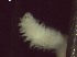  ( - BSD6Pmult1)  @11 [ ] Copyright (c)  Carol Simon Stellenbosch University