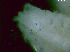  (Pseudopolydora eriyali - BSD9Periy60)  @11 [ ] Copyright (c)  Carol Simon Stellenbosch University