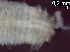  (Boccardia - BSD9.3.11_Clay)  @11 [ ] Copyright  Carol Simon Stellenbosch University