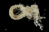  ( - RW.S6.100521.3Cirri_1)  @11 [ ] Copyright (c)  Maël Grosse/Carol Simon University of the Balearic Islands/Stellenbosch University
