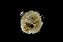  ( - TI.S5.070521.3Cirri_1)  @11 [ ] Copyright (c)  Maël Grosse/Carol Simon University of the Balearic Islands/Stellenbosch University