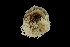  ( - TI.S5.070521.10Cirri_3)  @11 [ ] Copyright (c)  Maël Grosse/Carol Simon University of the Balearic Islands/Stellenbosch University