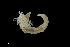  ( - TI.S5.070521.1Cirri_4)  @11 [ ] Copyright (c)  Maël Grosse/Carol Simon University of the Balearic Islands/Stellenbosch University