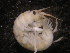  ( - UNMDP-EST-002)  @11 [ ] CreativeCommons - Attribution Non-Commercial Share-Alike (2015) Unspecified Laboratorio de Zoología de Invertebrados
