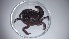  (Platyxanthus crenulatus - UNMDP-EST-021)  @14 [ ] CreativeCommons - Attribution Non-Commercial Share-Alike (2015) Unspecified Laboratorio de Zoología de Invertebrados