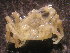  ( - UNMDP-EST-051)  @11 [ ] CreativeCommons - Attribution Non-Commercial Share-Alike (2015) Unspecified Laboratorio de Zoología de Invertebrados
