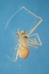  (Theridion hispidum - Ar000008)  @11 [ ] CreativeCommons - Attribution Non-Commercial  G. Ibarra and H. Montano ECOSUR Tapachula