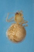  (Theridion hispidum - Ar000042)  @11 [ ] CreativeCommons - Attribution Non-Commercial  G. Ibarra and H. Montano ECOSUR Tapachula