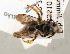 (Pachynomia tshibindica - NHMUK010819316)  @11 [ ] copyright © (2018) Andrew Polaszek Natural History Museum, London