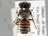  ( - NHMUK 010819632)  @11 [ ] copyright © (2018) Andrew Polaszek Natural History Museum, London