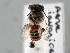  ( - NHMUK 010819636)  @11 [ ] copyright © (2018) Andrew Polaszek Natural History Museum, London