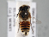  ( - NHMUK 010819646)  @11 [ ] copyright © (2018) Andrew Polaszek Natural History Museum, London