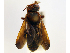  (Megachile felix - NHMUK 010819687)  @11 [ ] copyright © (2018) Andrew Polaszek Natural History Museum, London