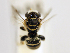  (Pseudapis patellata - NHMUK 010819701)  @14 [ ] copyright © (2018) Andrew Polaszek Natural History Museum, London